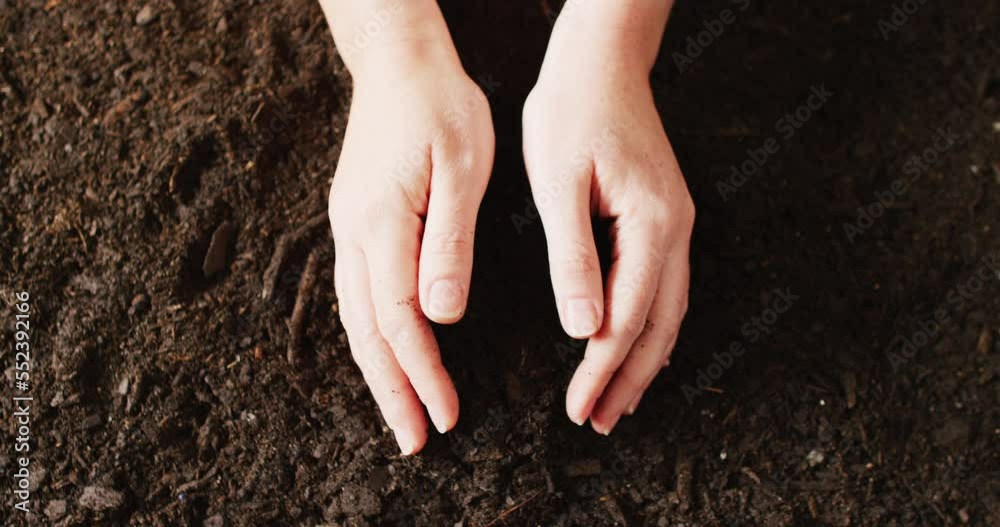 Overhead video of hands of caucasian person gathering and cupping rich dark soil