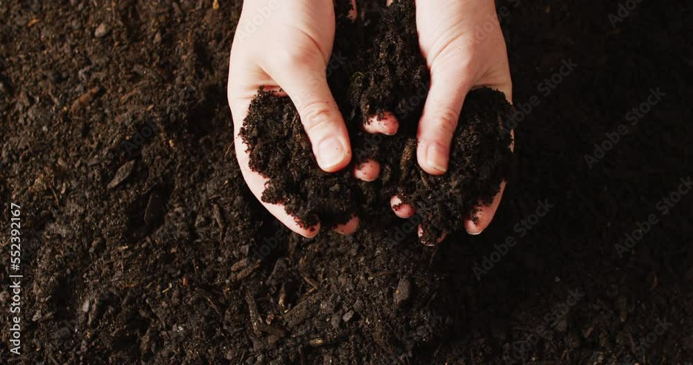Overhead video of hands of caucasian person holding and sifting rich dark soil