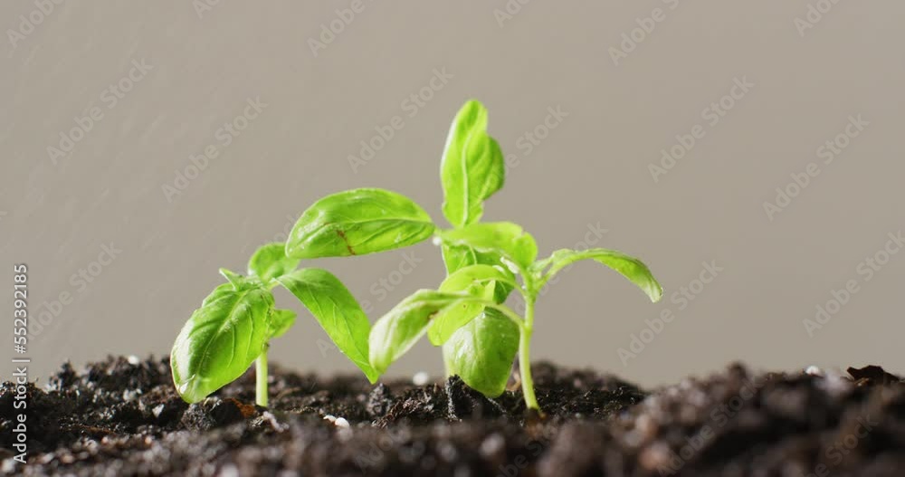Video of green seedlings growing in dark soil, on grey background with copy space Video of green seedlings growing in dark soil, on grey background with copy space