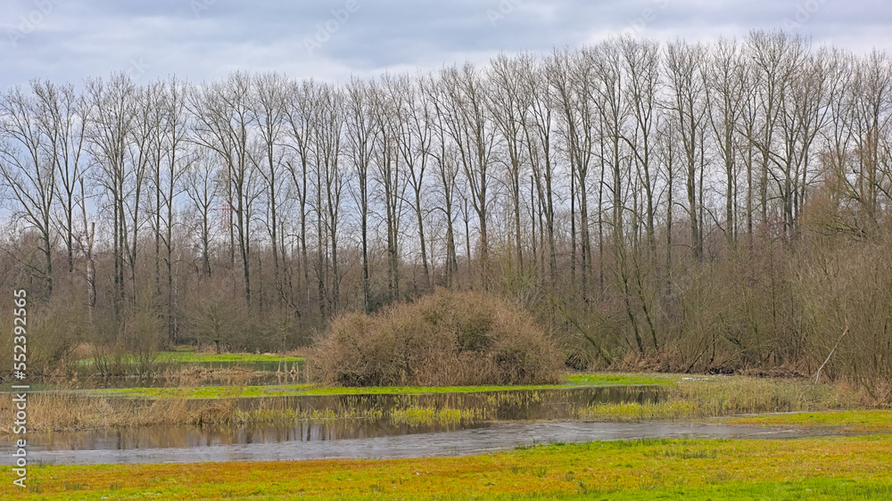 custom made wallpaper toronto digitalWinter wetlands with bare trees reflecting in the water of a puddle in Damvallei nature reserve, Ghent, Flanders, Belgium 