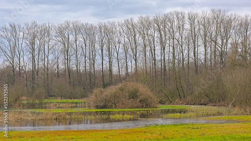 Wallpaper Mural Winter wetlands with bare trees reflecting in the water of a puddle in Damvallei nature reserve, Ghent, Flanders, Belgium  Torontodigital.ca