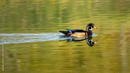 Wood duck swimming in pond with reflection
