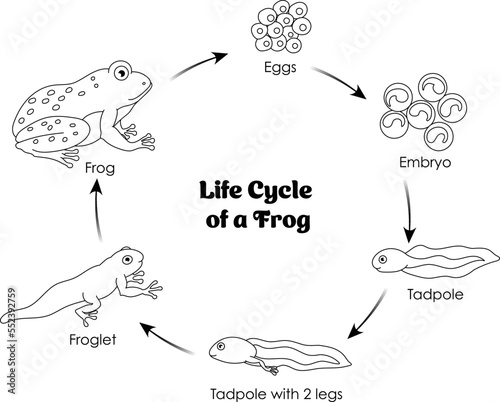 Life Cycle of a Frog black and white line art for coloring and learning