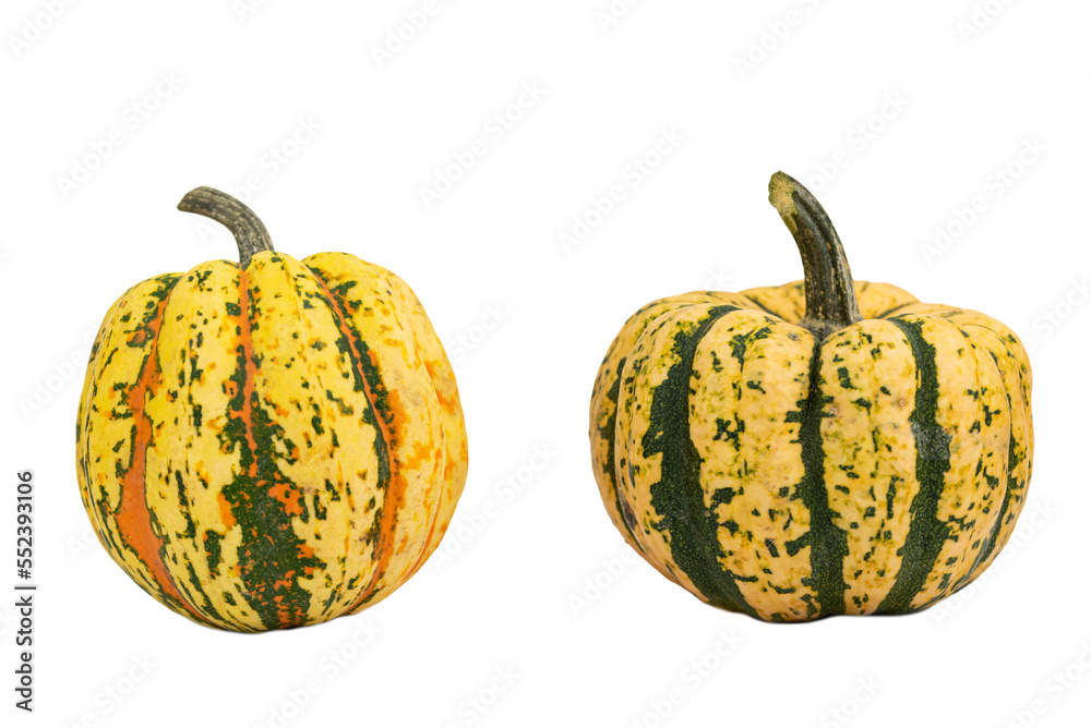 the natural decorative ornamental pumpkins the natural decorative ornamental pumpkins