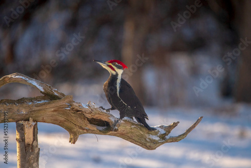 woodpecker on a branch
