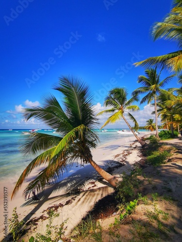 palm trees on the beach  a sunny day in Dominican Republic