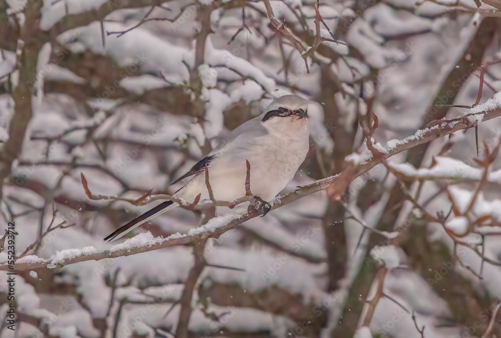 northern shrike on a branch