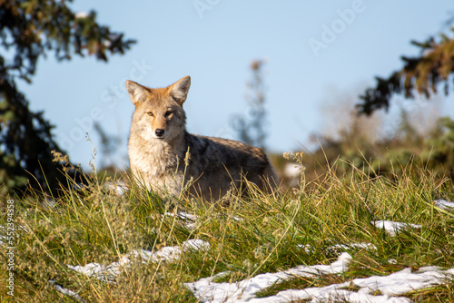 Coyote standing looking at camera