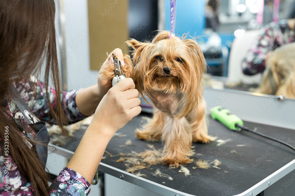 Professional animal groomer specialist cuts dogs nails with clipper scissors in vet clinic.Take care of dog in grooming salon. Nippers to cut yorkshire terrier puppy claws in veterinarian cabinet - obrazy, fototapety, plakaty 