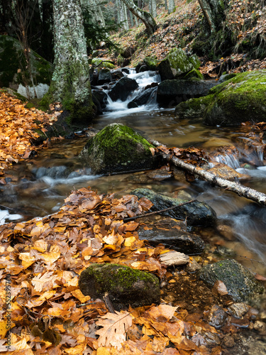 Canencia en otoño photo