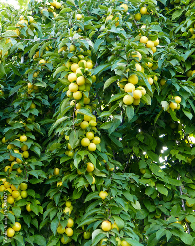 large amount of yellow ripe plums on plum tree,close-up yellow ripe plums,plums on branch close-up,