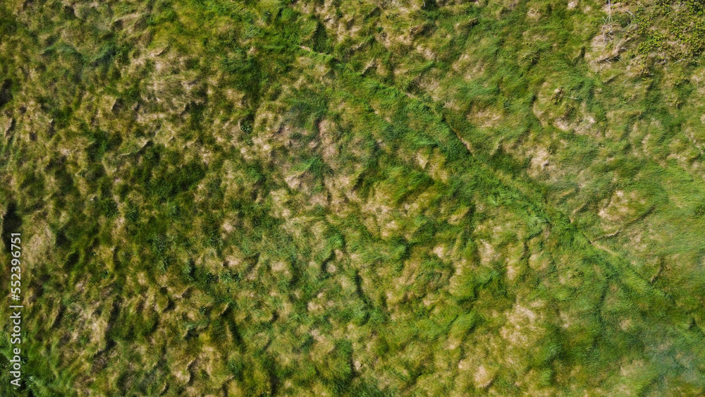 Thick green grass, full frame. Green vegetation as a background. Aerial photo. Thick green grass, full frame. Green vegetation as a background. Aerial photo.