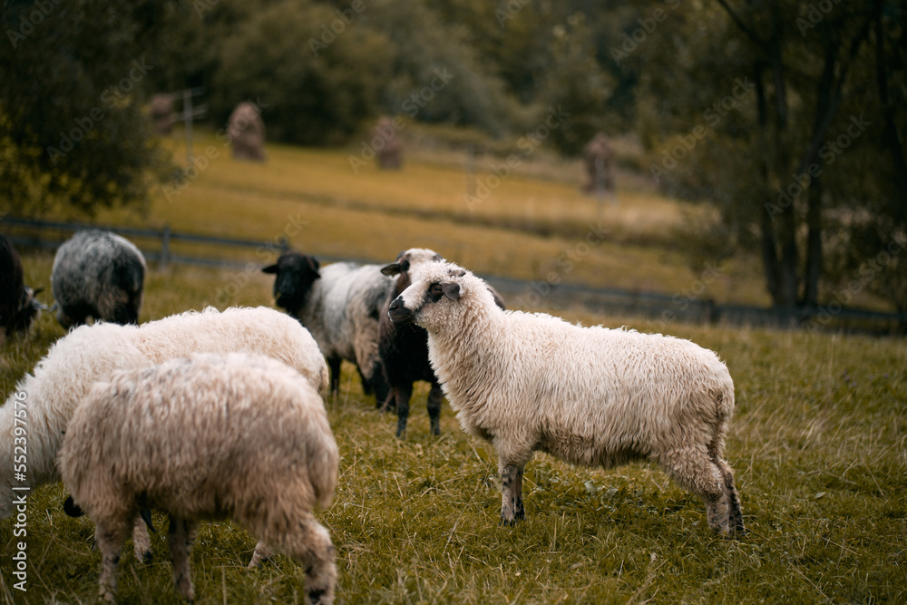 Lambs farm. Herd of sheep outside. Concept of rural life and agriculture. Lambs farm. Herd of sheep outside. Concept of rural life and agriculture.