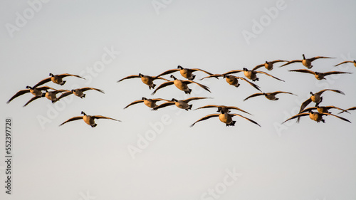 Flock of Canada geese landing © Sean