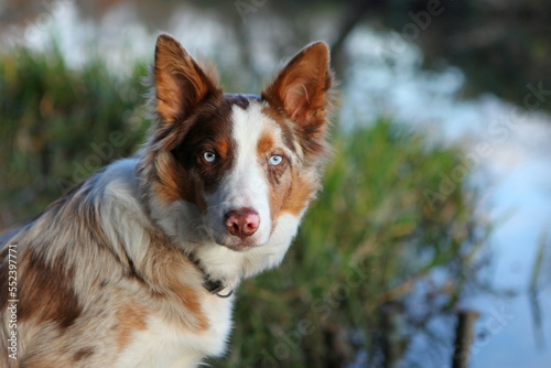 A tri colour red merle border collie seven month old puppy, stood on a riverbank. © Alexandra