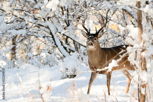 Deer buck with antlers in snowy forest © Sean