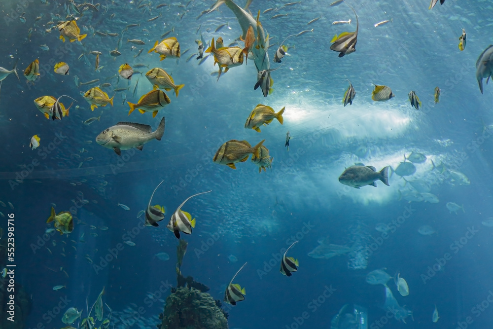 Obraz premium Beautiful tropical fishes