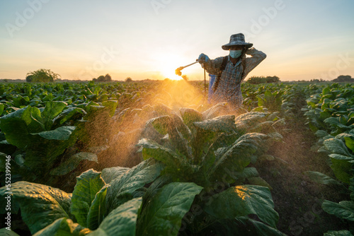Agriculture Tobacco Farming, Farmers fertilizing or spraying pesticides on growing tobacco fields. Produce tobacco leaves. photo
