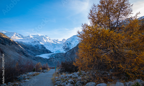 Walking path to the Morteratsch glacier in Switzerland with golden larch tree in the foreground