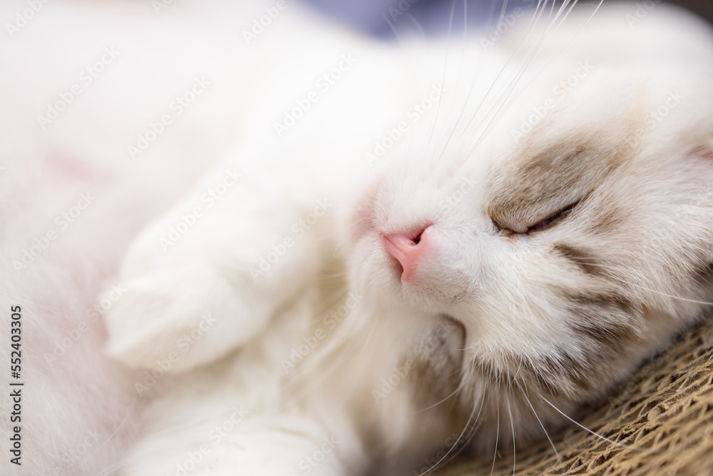 Cute little kitten fall asleep