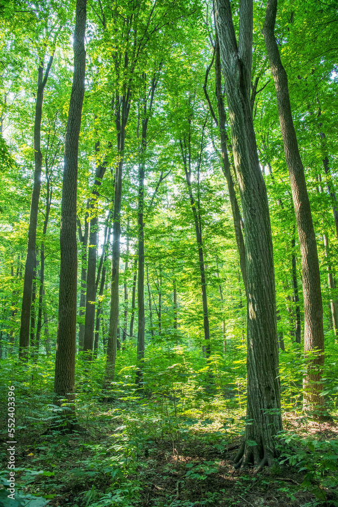 Sunlight in the green forest, spring time Sunlight in the green forest, spring time