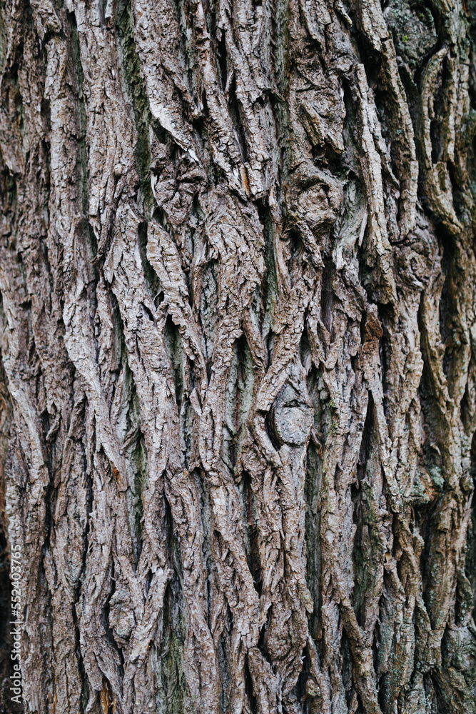 maple bark macro photo maple bark macro photo