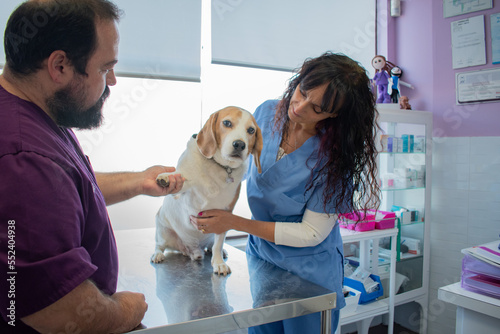 Veterinarian holding a dog's leg on an examination table. Female veterinarian holding the dog.