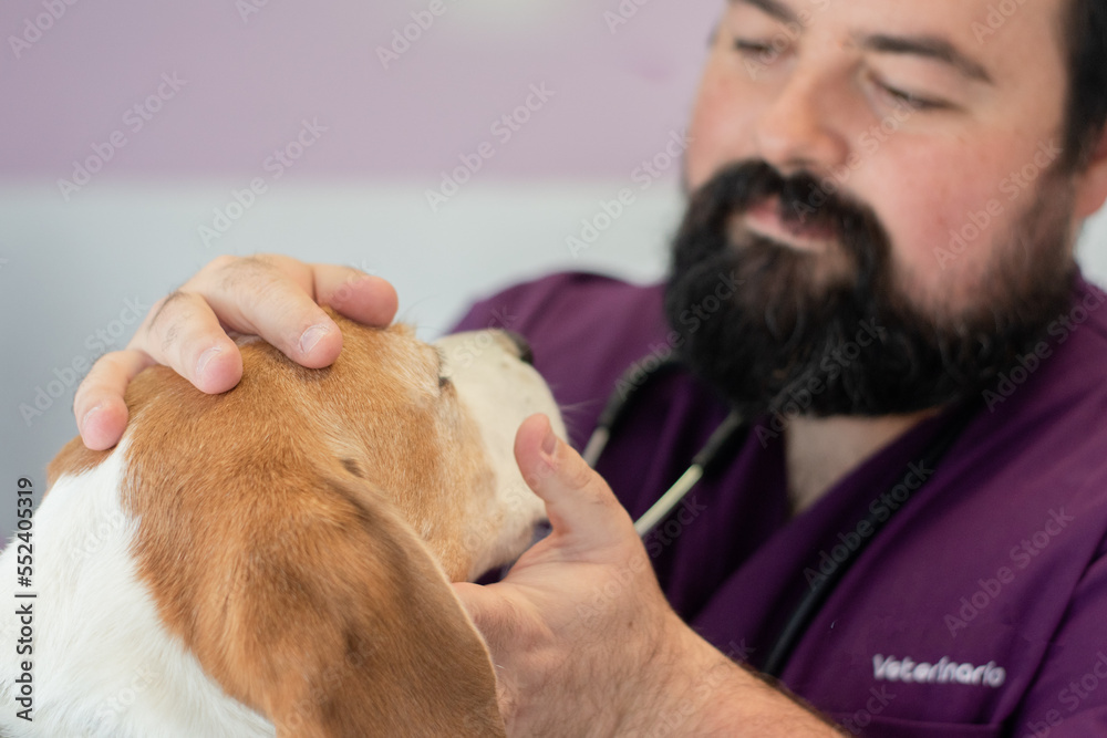 Veterinarian checking a dog's eyes. Word "veterinario" (veterinarian in