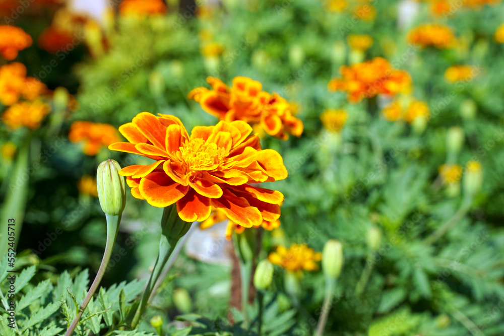Yellow marigolds are large-flowered varieties that are popular for cutting flowers. They are strong, fast-growing plants. Marigolds are believed to symbolize prosperity. soft and selective focus. Yellow marigolds are large-flowered varieties that are popular for cutting flowers. They are strong, fast-growing plants. Marigolds are believed to symbolize prosperity. soft and selective focus.