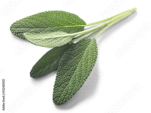 Sage leaves Salvia officinalis isolated png top view photo