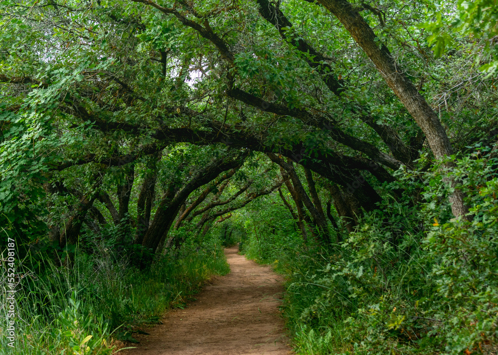 path in the forest, leading lines through the trees path in the forest, leading lines through the trees
