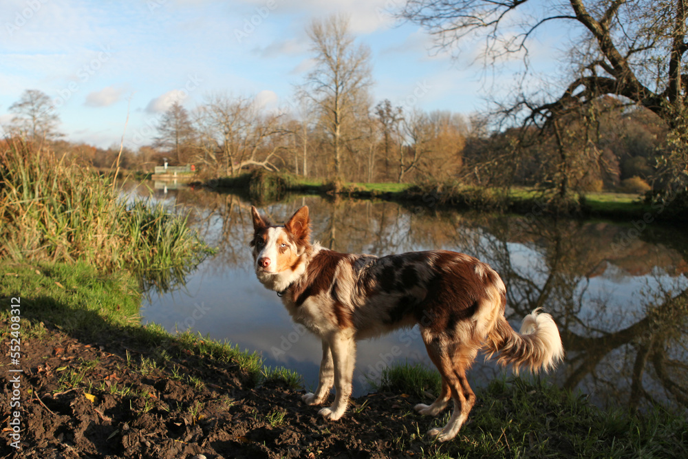 A tri colour red merle border collie seven month old puppy, stood on a riverbank. A tri colour red merle border collie seven month old puppy, stood on a riverbank.