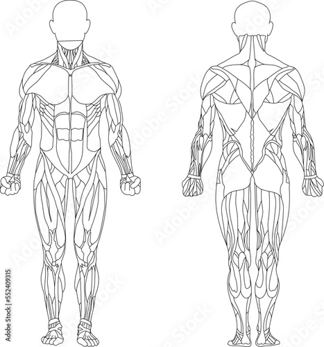 Fotografia Human body, muscular system, human anatomy, front view, rear view