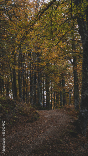 Dark forest in autum with brown, orange and yellow tones