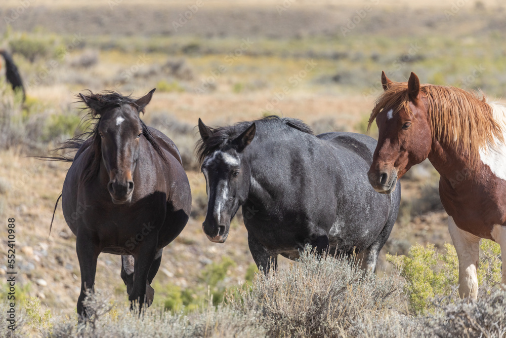 Wild Horses in Autumn in the Wyoming Desert Wild Horses in Autumn in the Wyoming Desert