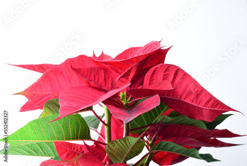 Poinsettia  typical Christmas plant  natural and striking.