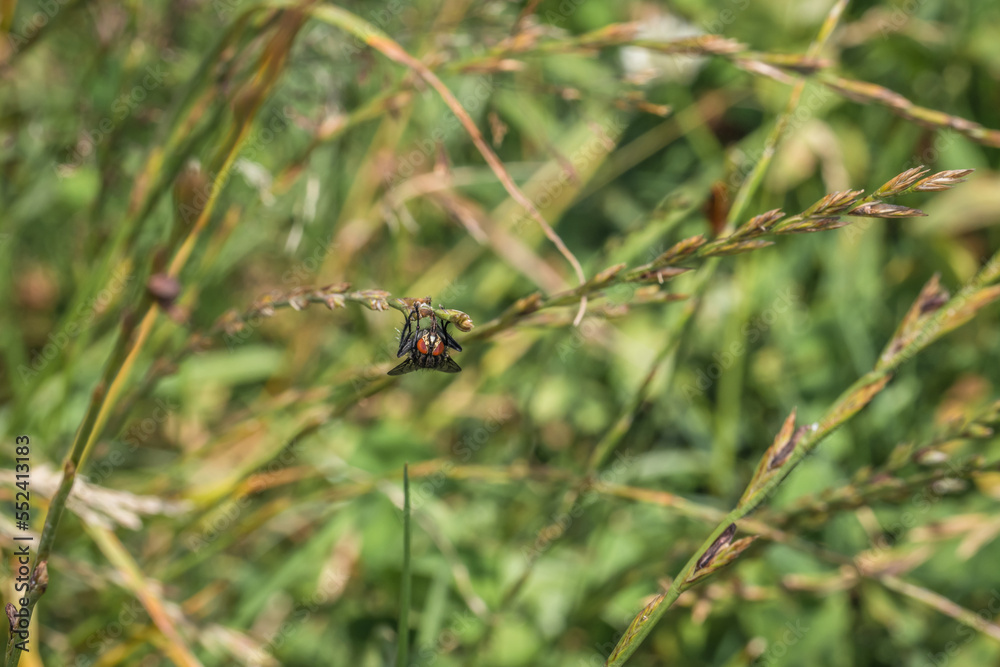 Makro detail Nahaufnahme einer Fliege sitzt auf einem Grashalm von Gras auf einer Wiese, Deutschland Makro detail Nahaufnahme einer Fliege sitzt auf einem Grashalm von Gras auf einer Wiese, Deutschland