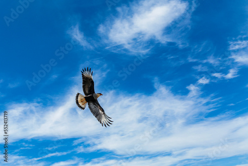 Céu azul com núvens e falcao Carcará, nome científico: Caracara plancus, fazendo seu vôo magistral em Santa Catarina, Brasil. photo