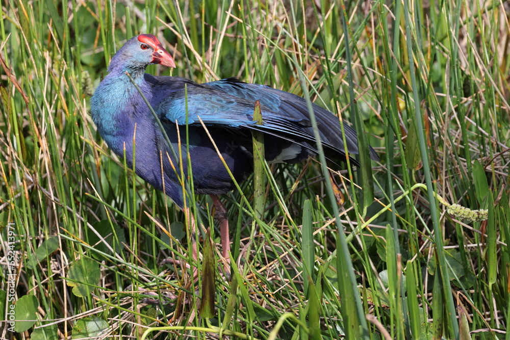 Grey-headed swamphen Wakodahatchee Wetlands Florida USA Grey-headed swamphen Wakodahatchee Wetlands Florida USA
