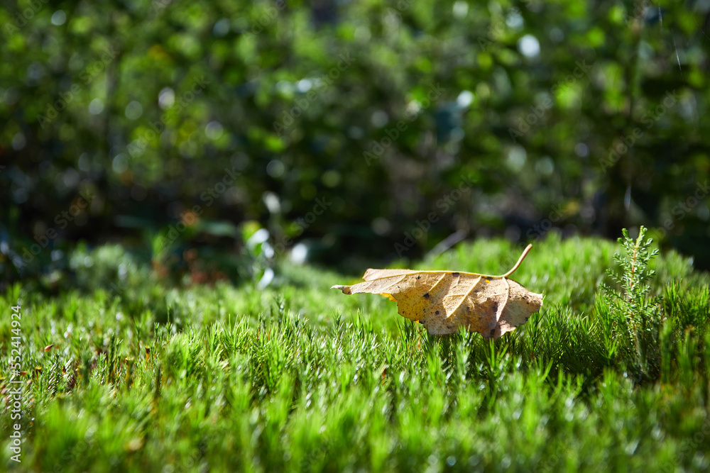 Fallen leaf on green grass in sunny day. Selective focus. Fallen leaf on green grass in sunny day. Selective focus.