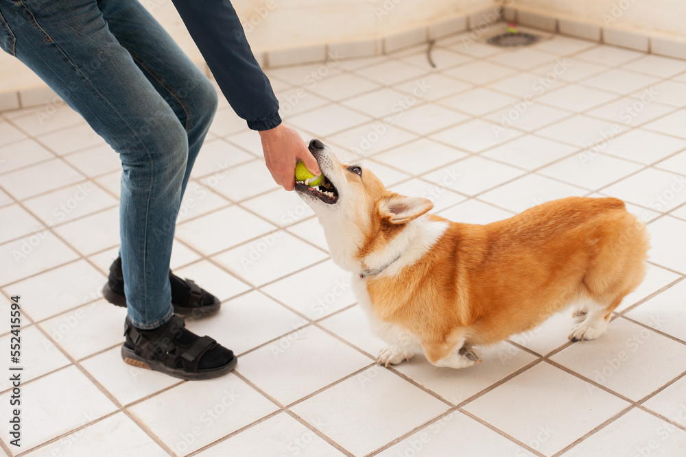 dog playing with a tennis ball at the terrace of an apartment or