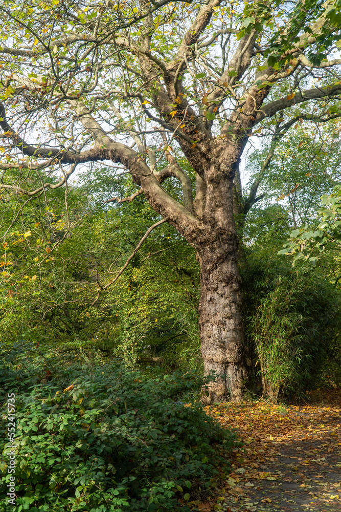 tree in the woods