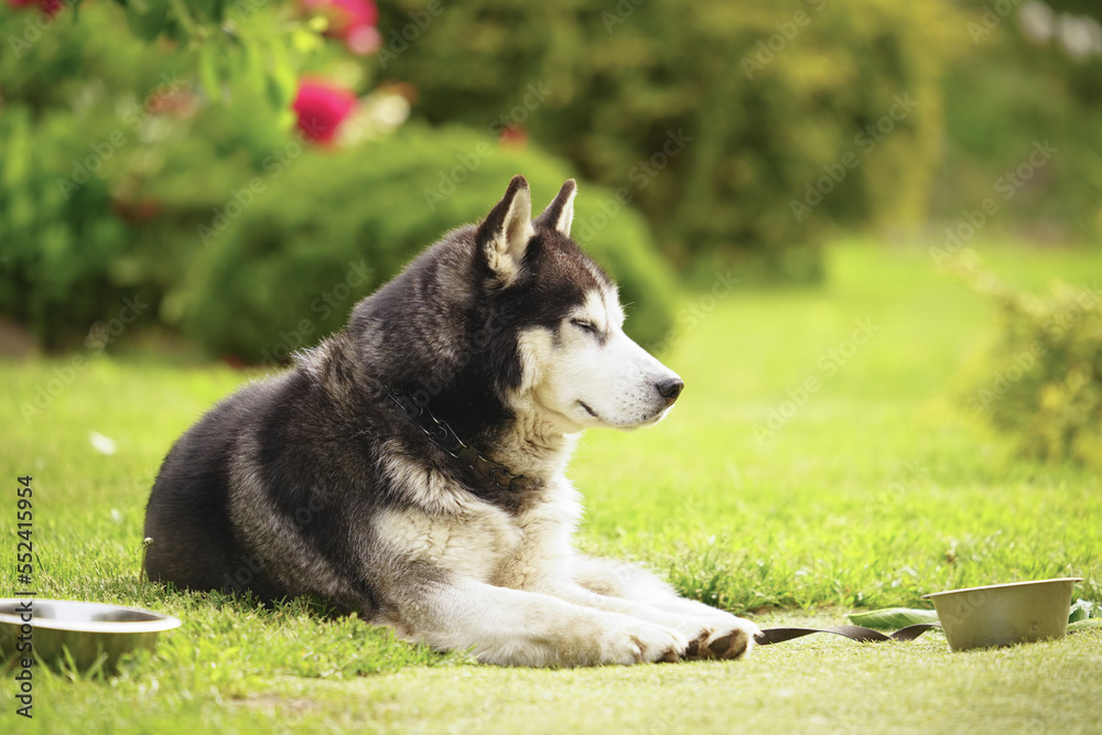A husky dog ​​lies on the lawn near the house next to a bowl of food.
