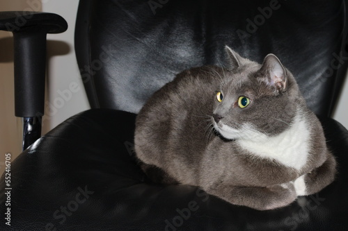 El Commandante (Russian Blue, tuxedo cat) resting on my work chair