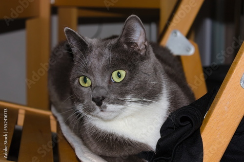 Russian Blue, tuxedo cat)resting on chair