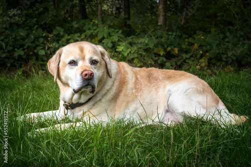 Senior Yellow Labrador laying down looking at the camera in autumn