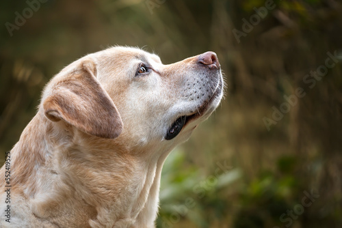 Yellow Labrador headshot looking to the right in autumn
