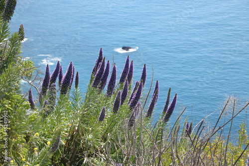 Pride Of Madeira wildflowers blooming on the Big Sur coast in Central California