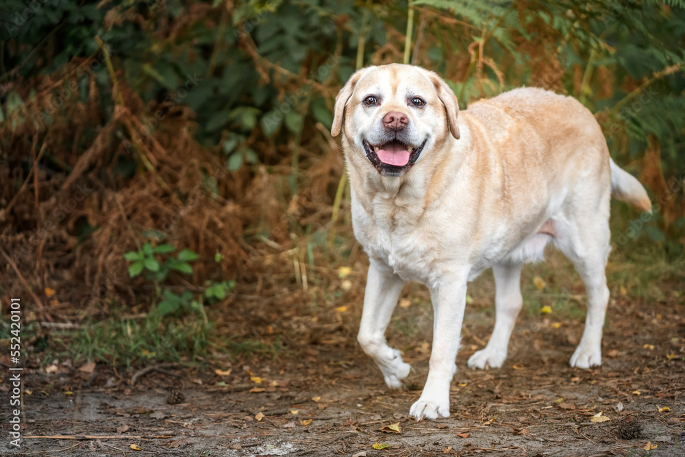 Yellow Labrador looking at the camera in Autumn