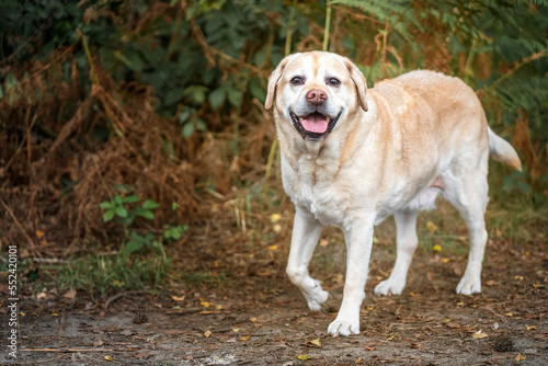 Yellow Labrador looking at the camera in Autumn © Chris